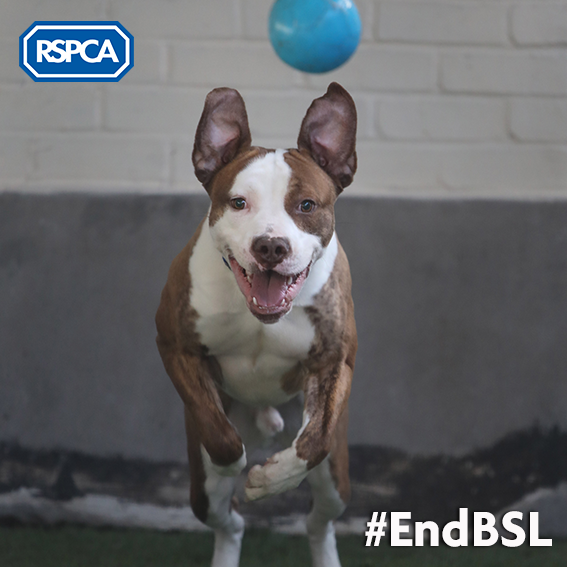 When Bailey arrived in kennels... - RSPCA (England & Wales)