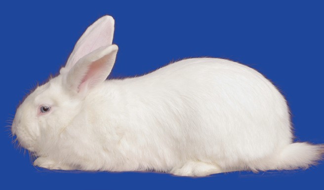 Spirit of the Mountain Rabbits | Saint Johns AZ