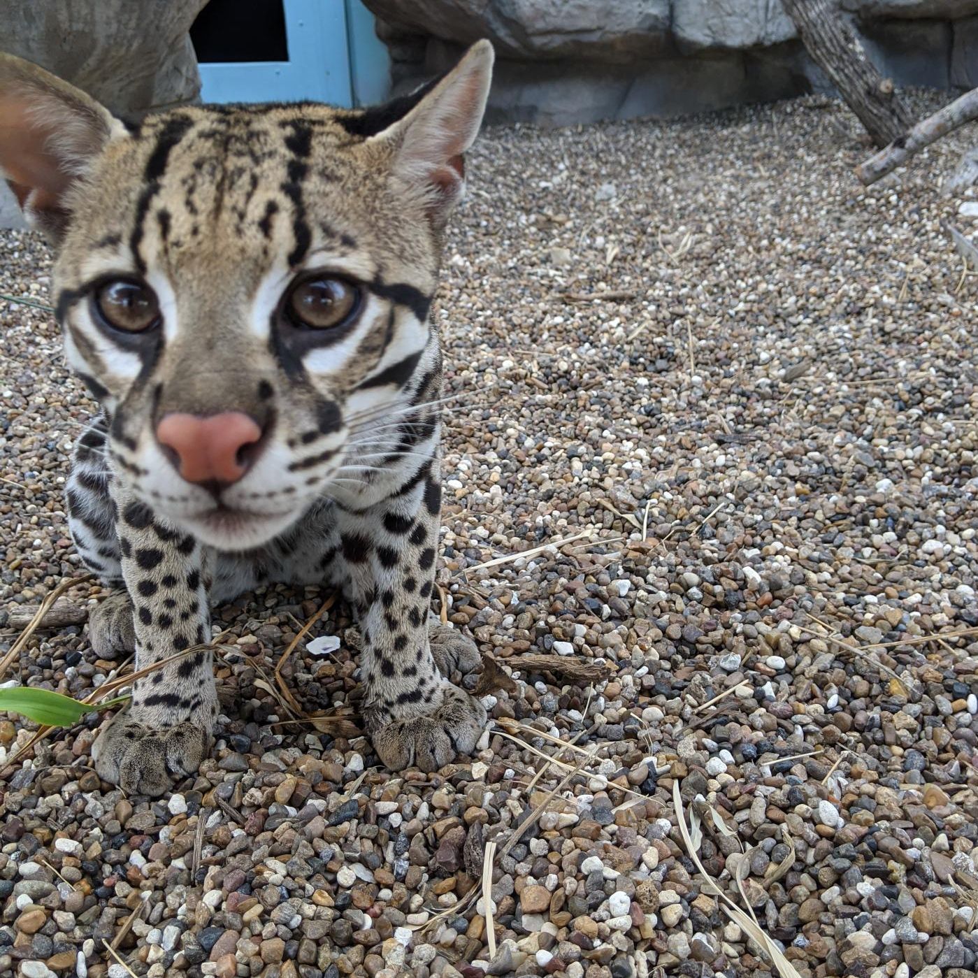 Why Are Ocelots Endangered