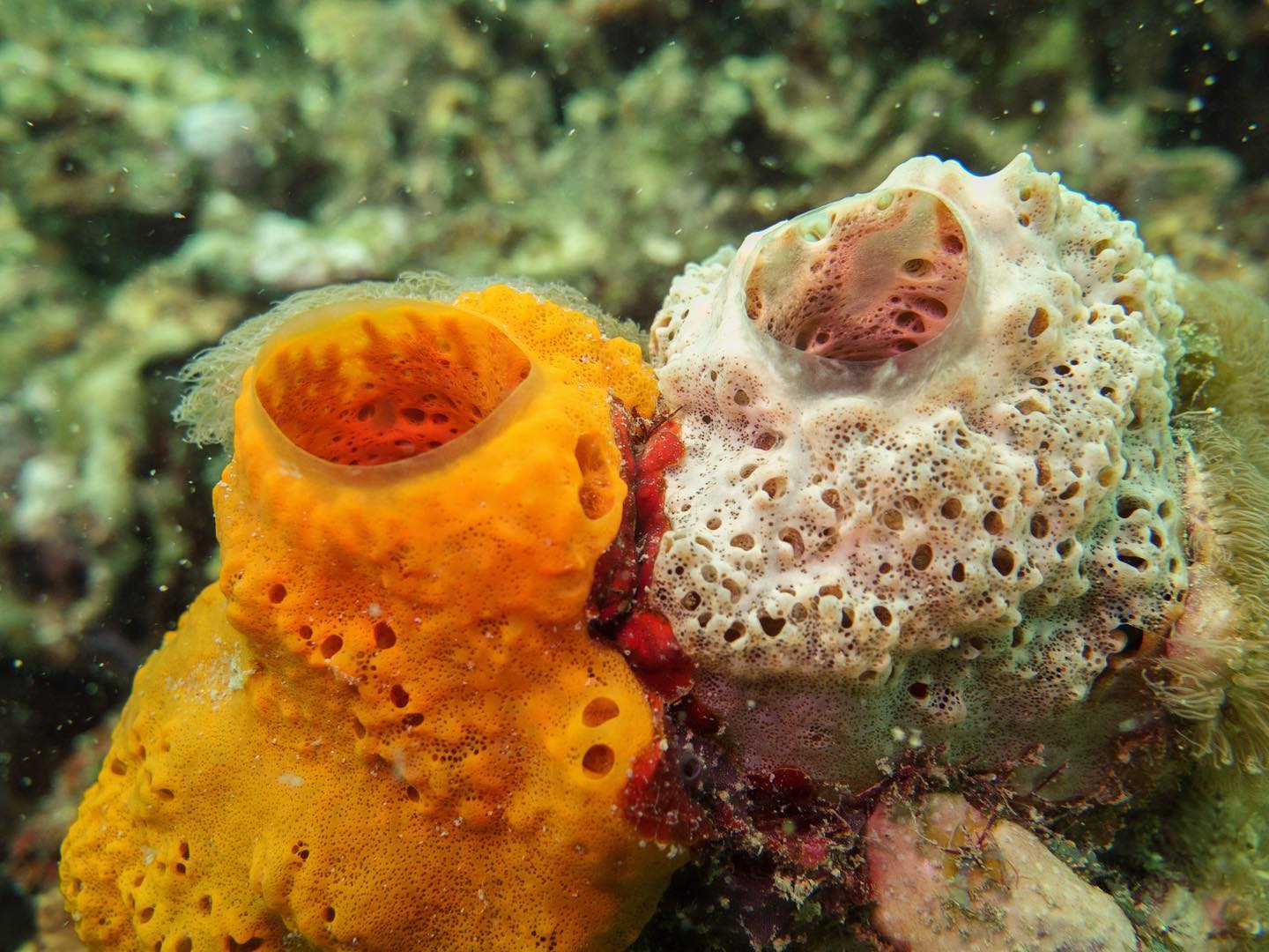 New blog post alert!... - Perry Institute for Marine Science