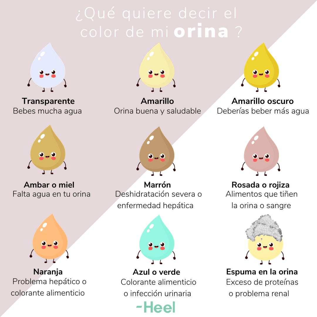 Heel España - ¿Qué revela el color de tu orina 🤔? Cuando...