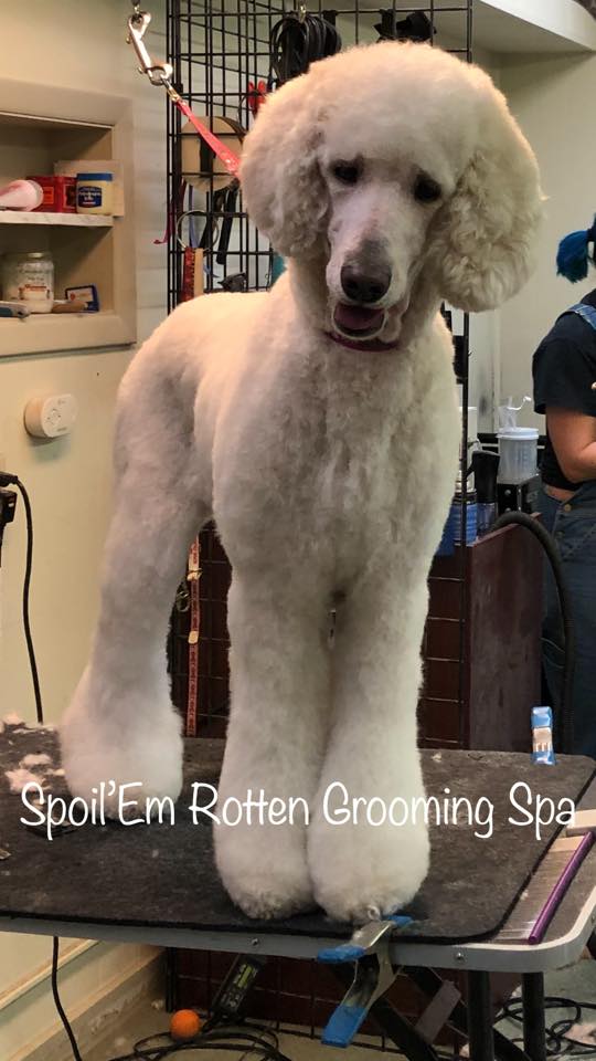 Spoil 'Em Rotten Pet Boutique And Grooming Spa | Wyomissing PA