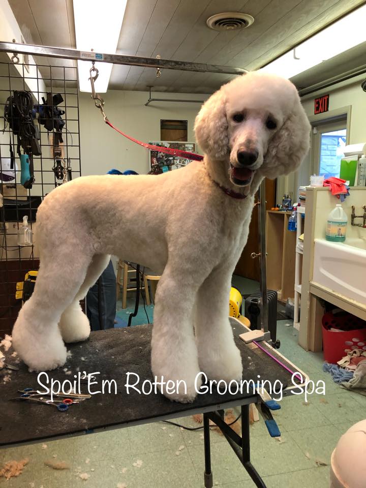 Spoil 'Em Rotten Pet Boutique And Grooming Spa | Wyomissing PA