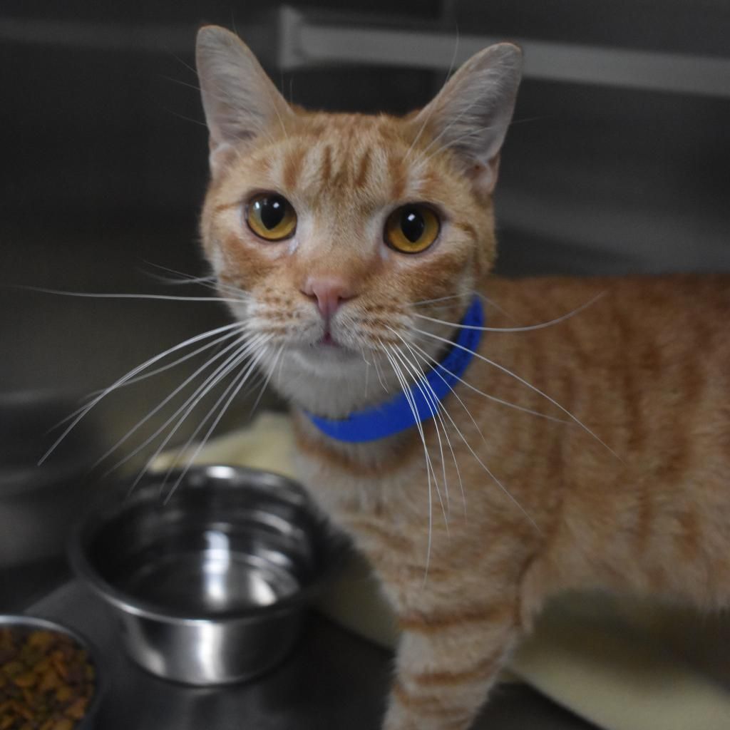 This little Scamp is a rascal! Scamp... - CARE Humane Society