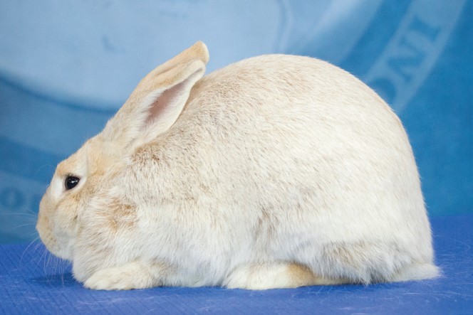 Spirit of the Mountain Rabbits | Saint Johns AZ