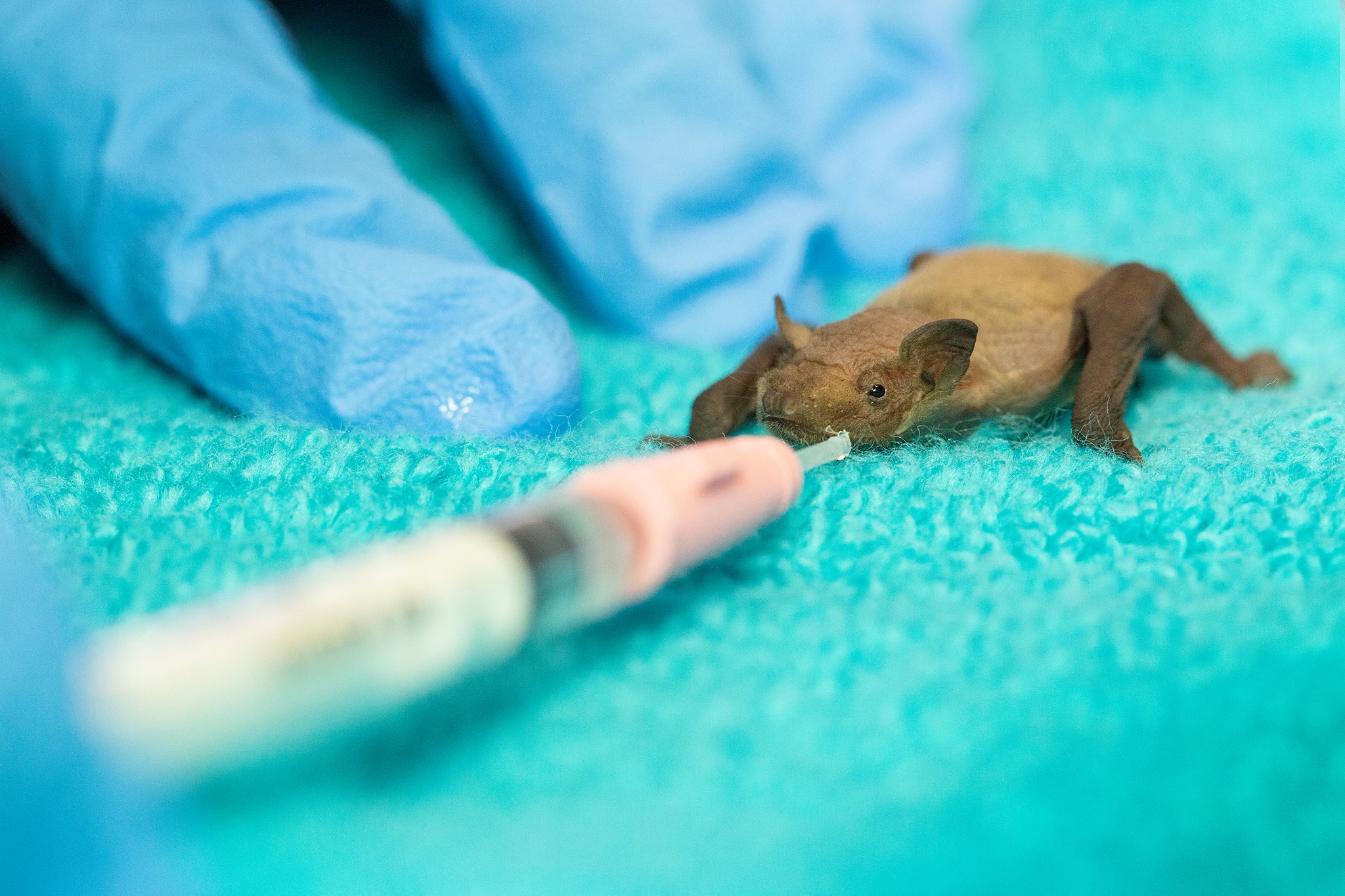 Wildlife Aid - The latest baby bat to arrive at the centre...