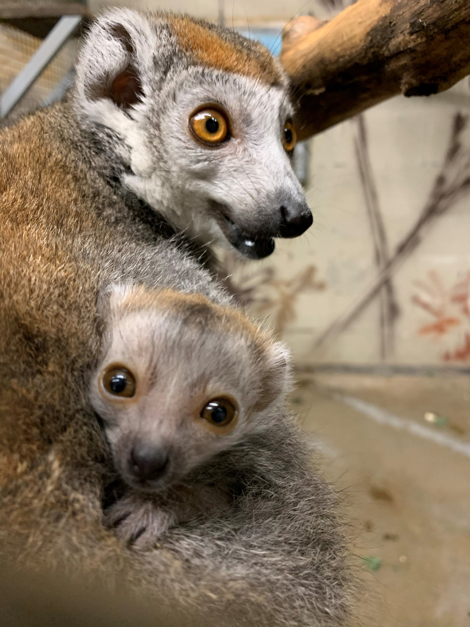 Zoo Atlanta - Update on the crowned lemur infant born on... | Facebook