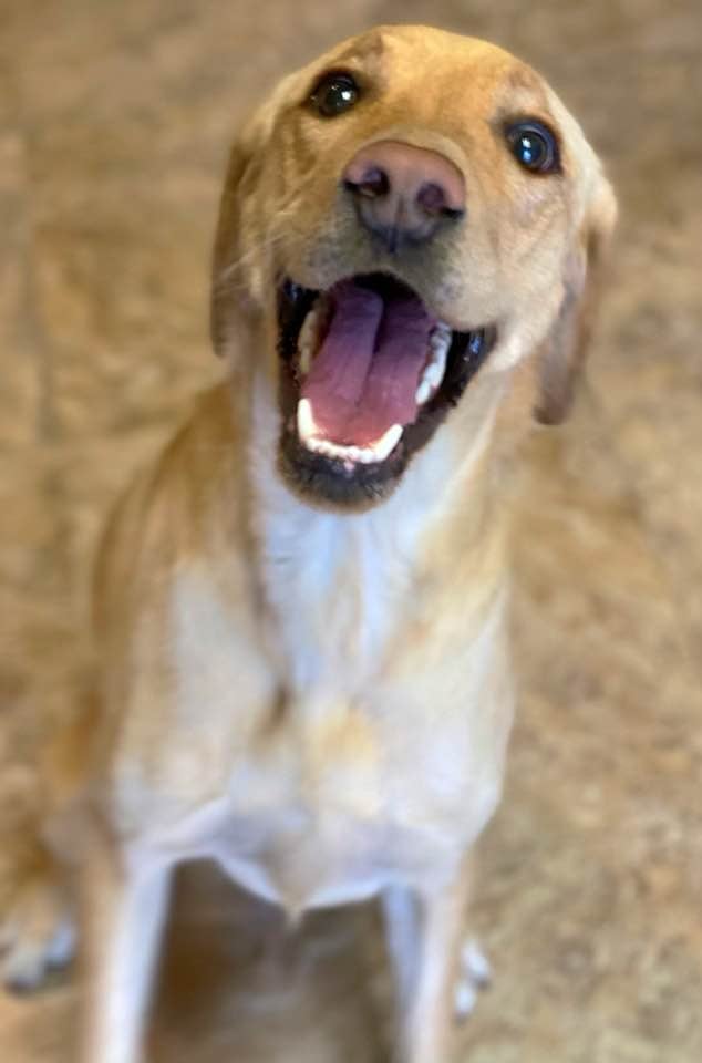 Arizona Labrador & Giant Breed Rescue, Inc. | Phoenix AZ