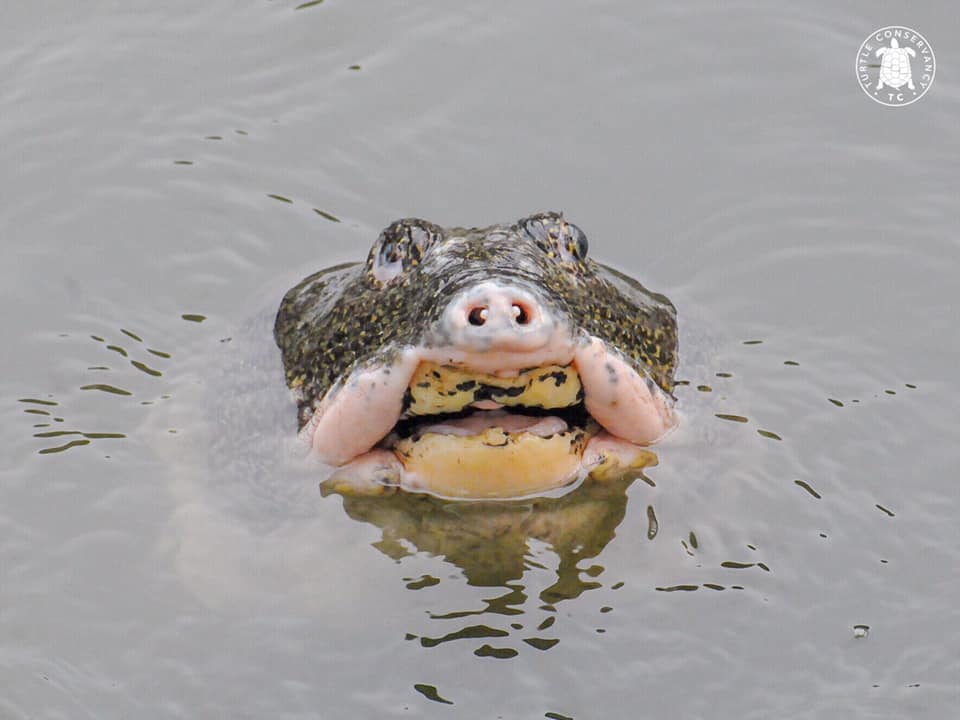 Turtle - Here’s another softshell turtle for you, and this one is ...
