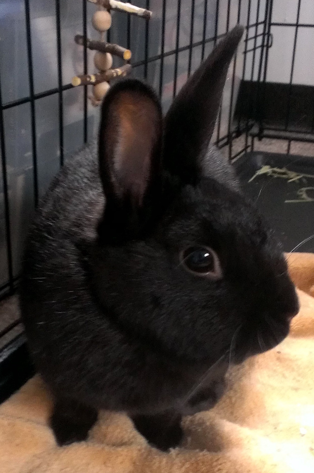 Long Island Rabbit Rescue Group - Meet Ebony! Ebony was found hopping ...