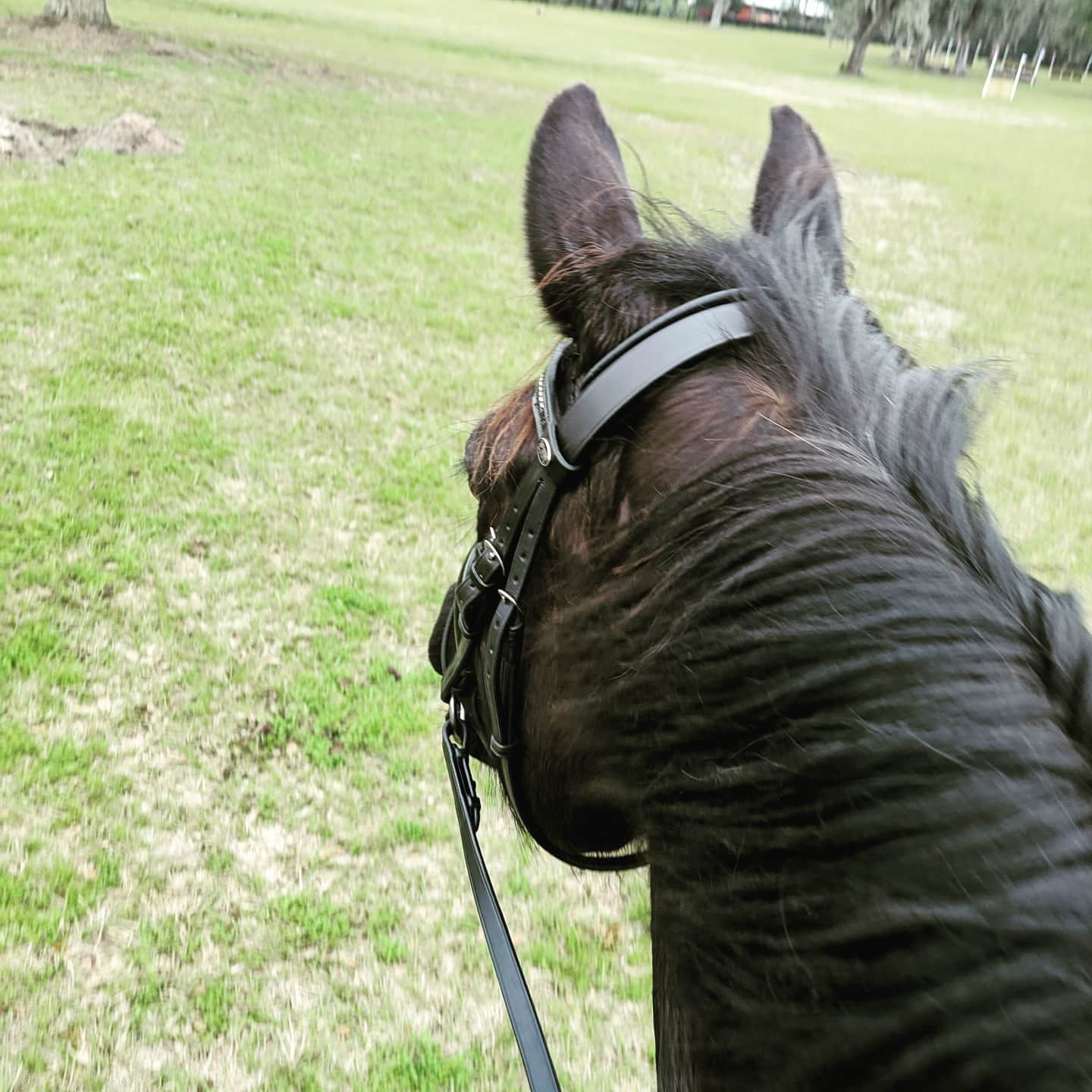 The girls were all well... - Elevation Dressage & Eventing