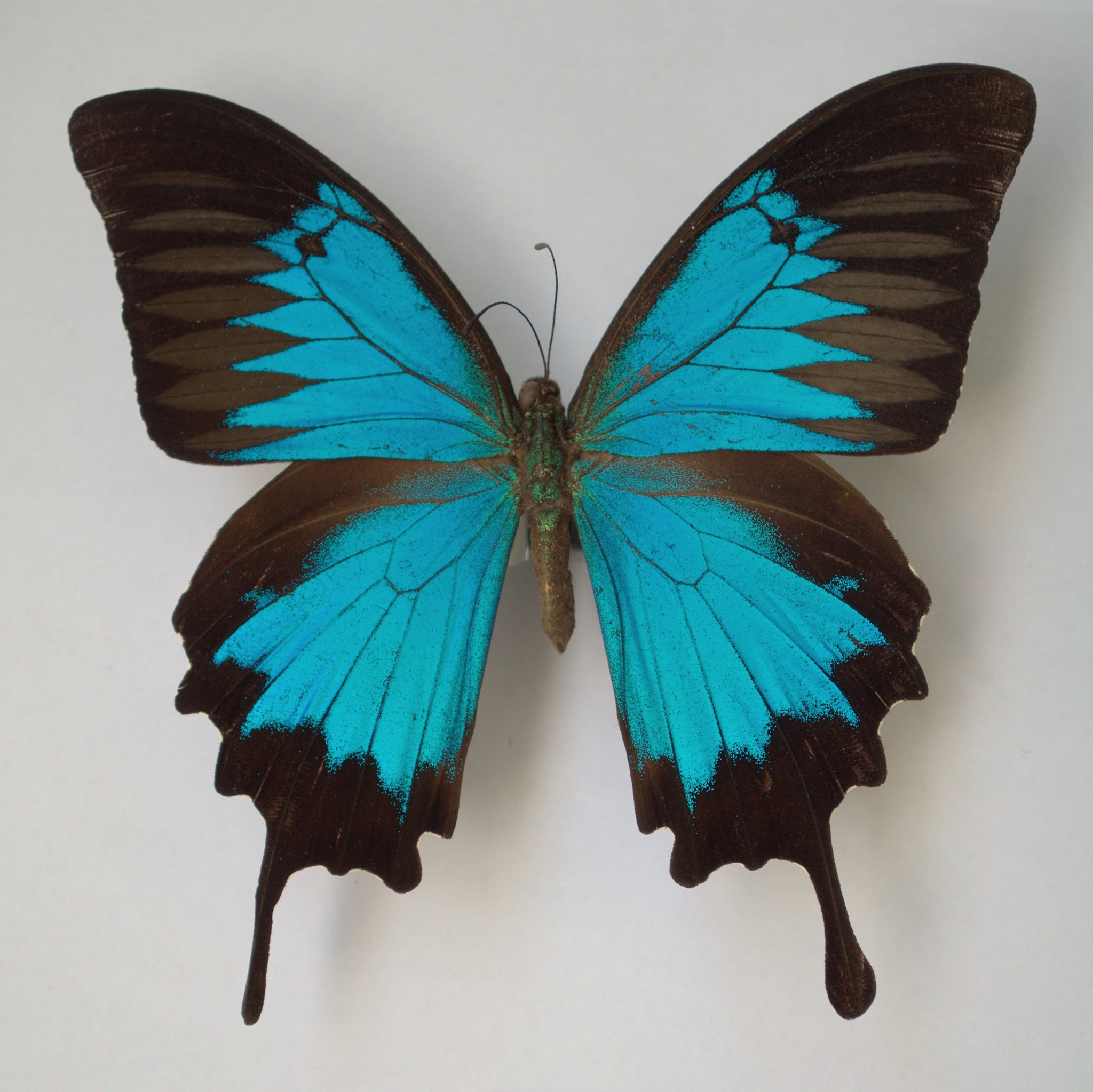 RAMM (Royal Albert Memorial Museum) - Discover the Rainbow Trail this ...