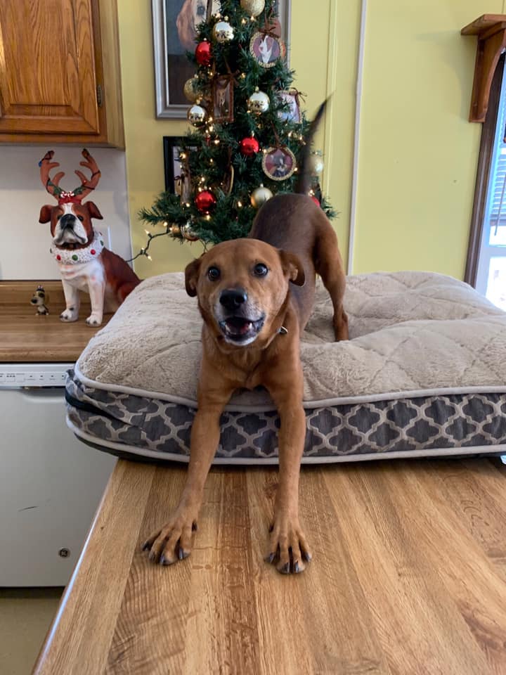 WV Rescue Drive