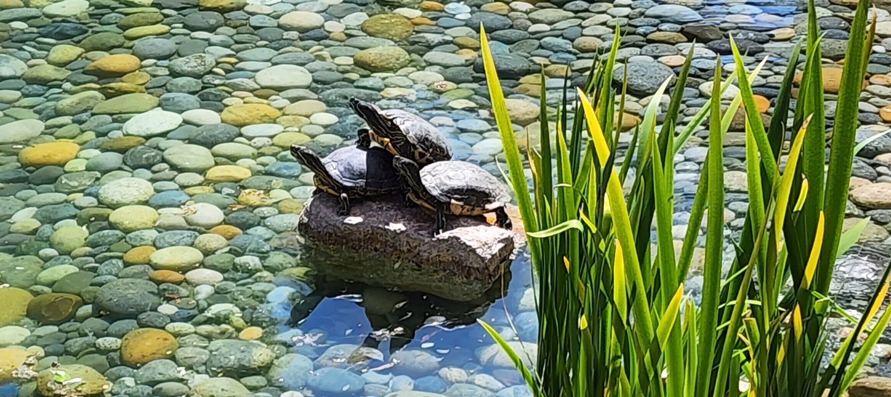 The VMware Turtles