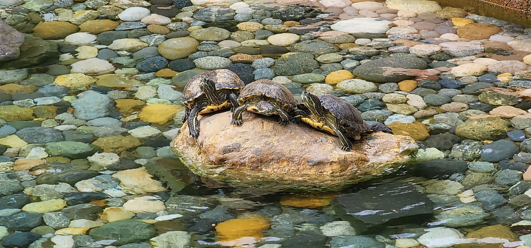 The VMware Turtles