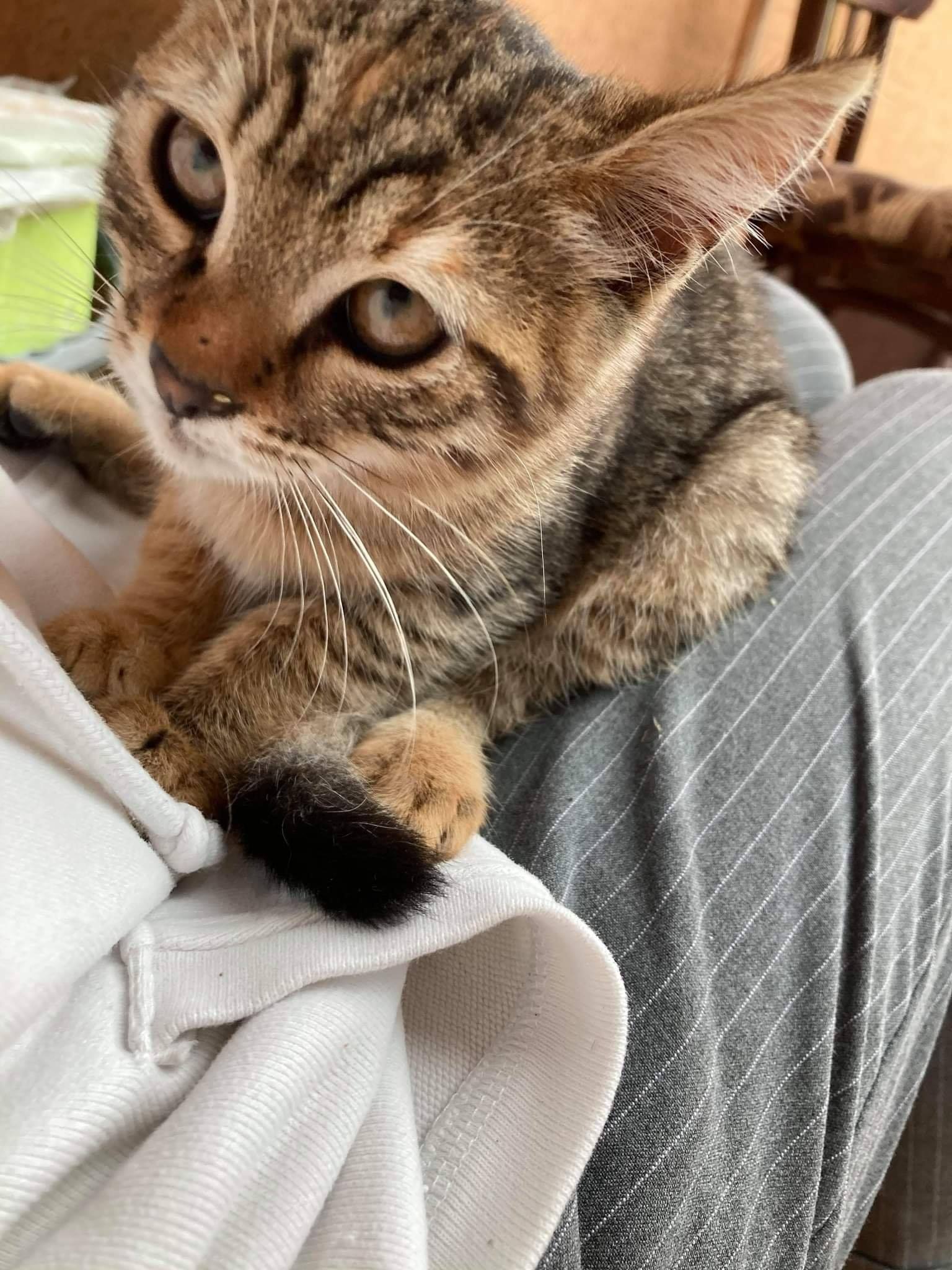 Help Labus - 