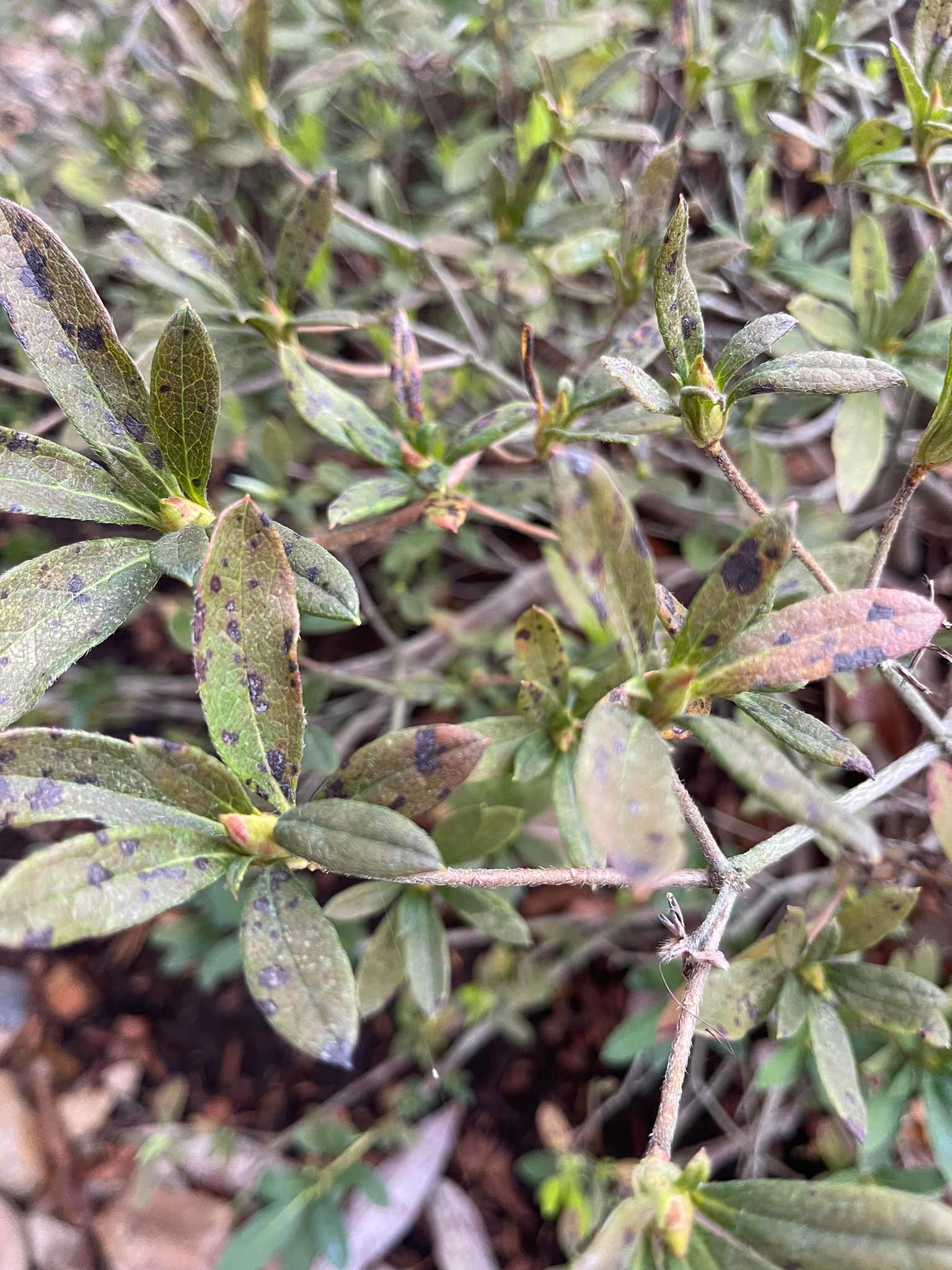 What causes brown spots on azaleas?