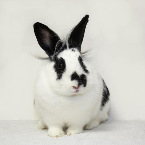 Meet Luna! Luna is from... - Long Island Rabbit Rescue Group