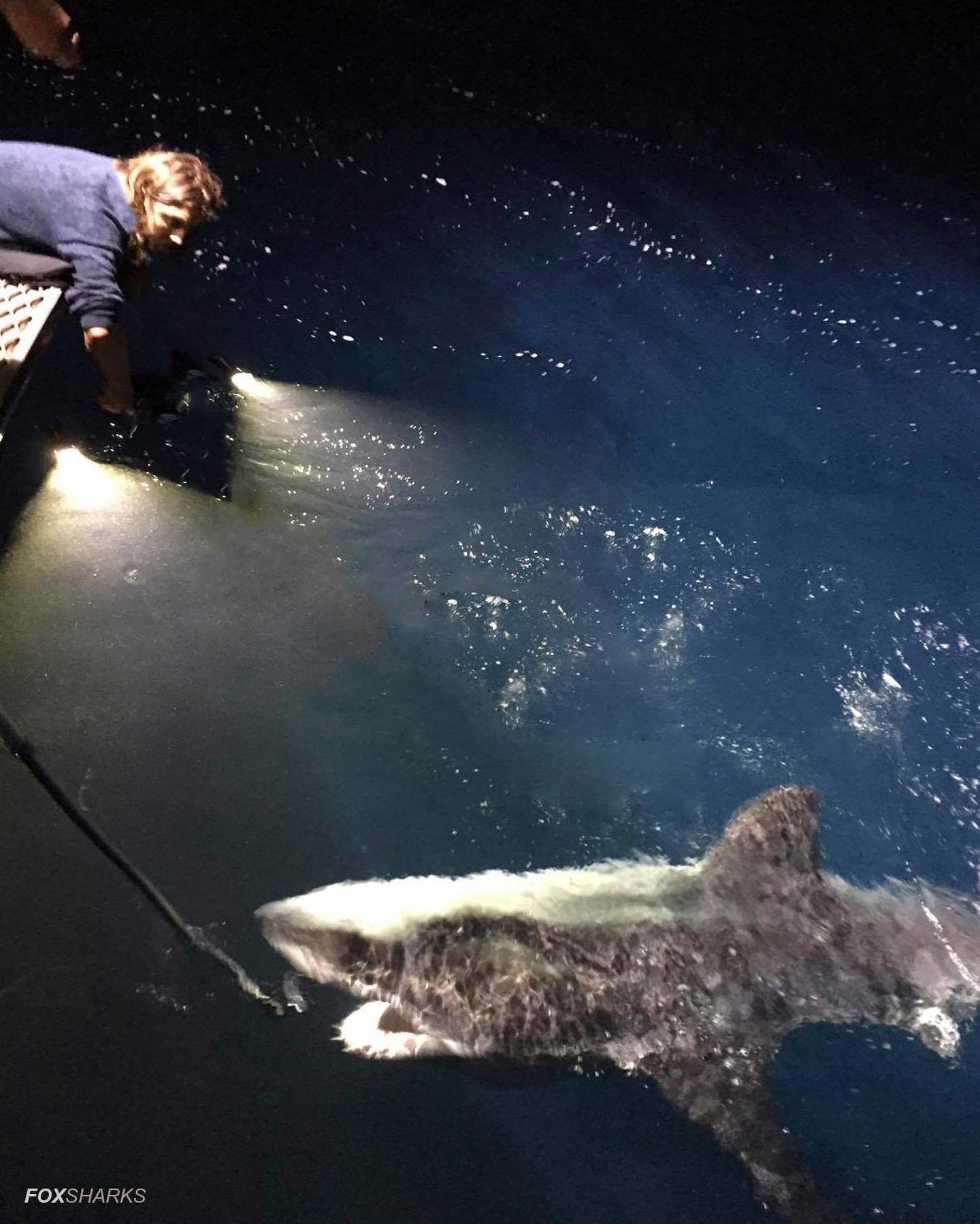 Rodney - Night Sharks continue to give us fabulous action onboard the ...