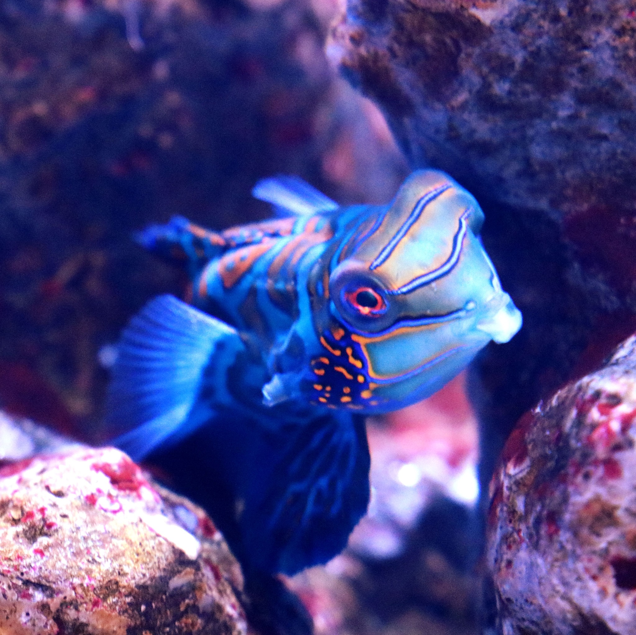 Adventure - Peekaboo! Did you know that the Mandarin Dragonet is one of ...