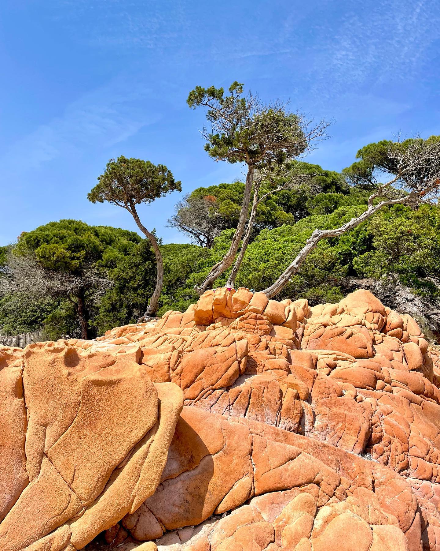 Les sublimes roches et pins... - Porto-Vecchio Tourisme