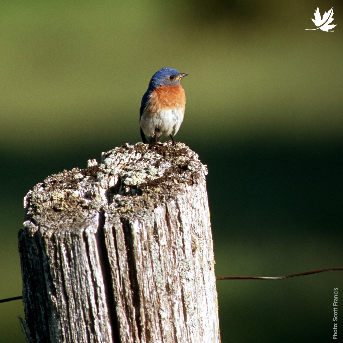 This #WorldWildlifeDay, learn about two examples of species that have ...