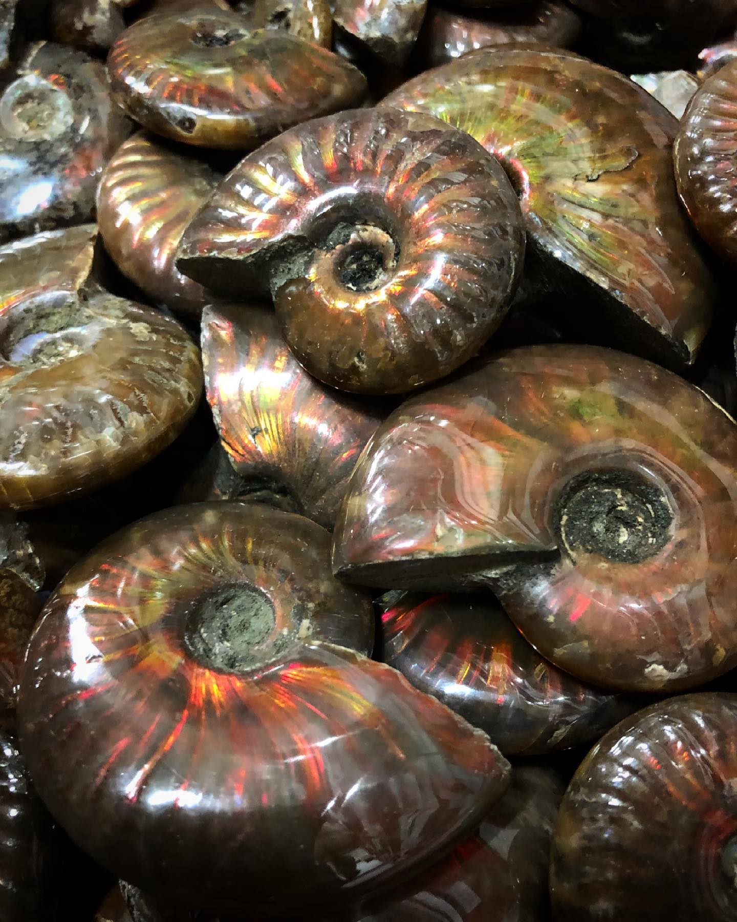 ENTER THE EARTH - The iridescent colors in ammonite shells... | Facebook