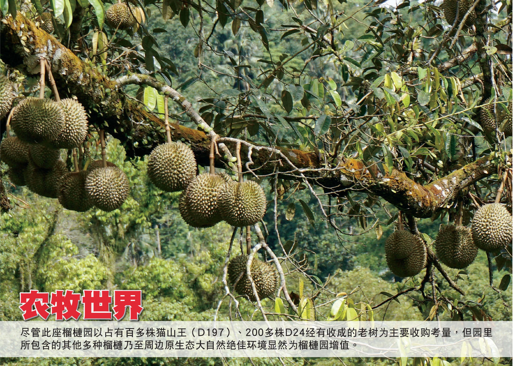 农牧世界 Agroworld - 【本期主題：潛力型果王】 發掘上乘榴槤品種 新手園主喜出望外...
