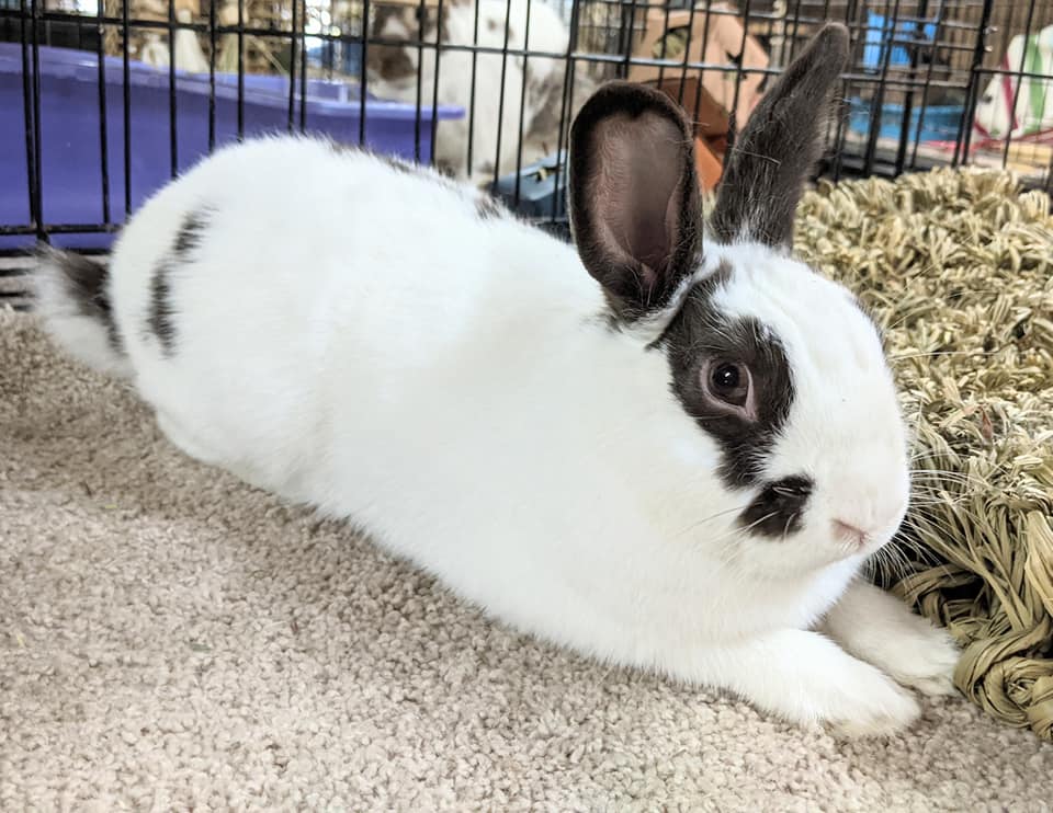 Bunny of the day is Palmer.... - Gainesville Rabbit Rescue