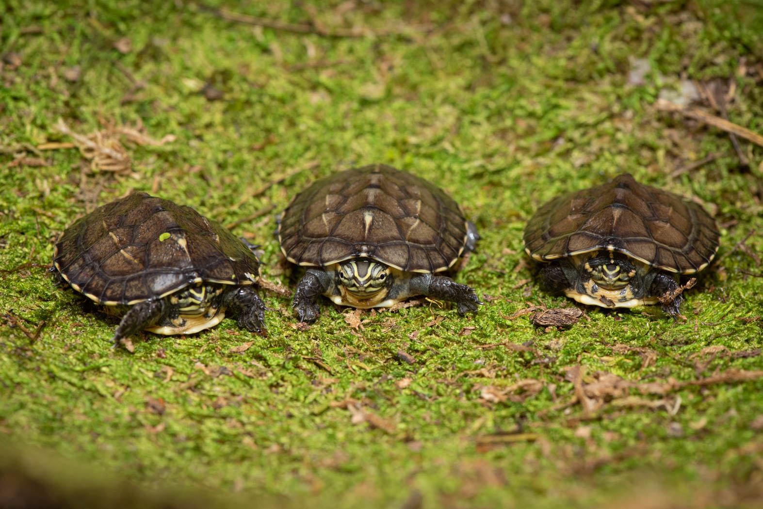🐢 New at the Zoo: The Columbus... - Columbus Zoo and Aquarium