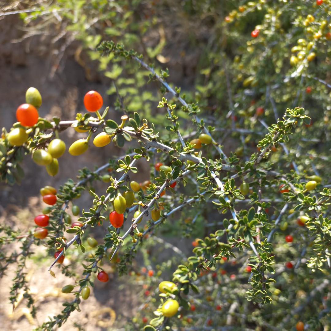 Condalia microphylla –... - Jardín Botánico de Córdoba