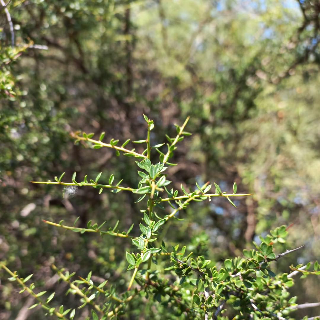Condalia microphylla –... - Jardín Botánico de Córdoba