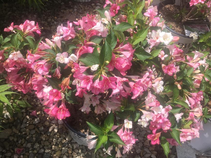This New Czechmark Trilogy Weigela Is Hornbaker Gardens Inc Facebook
