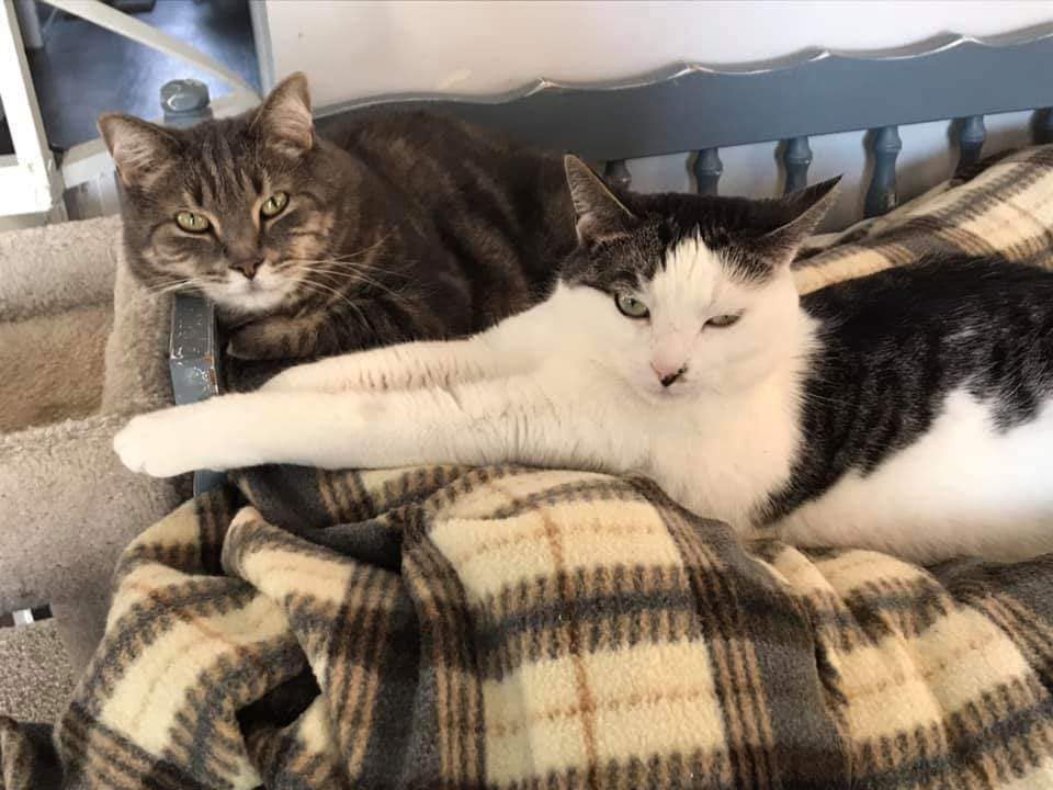 **Virtual Foster... - Last Chance Cat Ranch Lethbridge