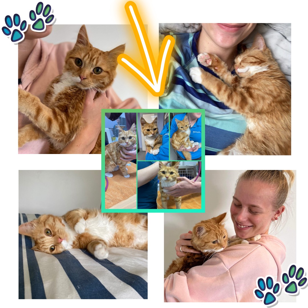 RSPCA ACT - 😍😍 Adoption Update 😍😍 We love seeing our... | Facebook