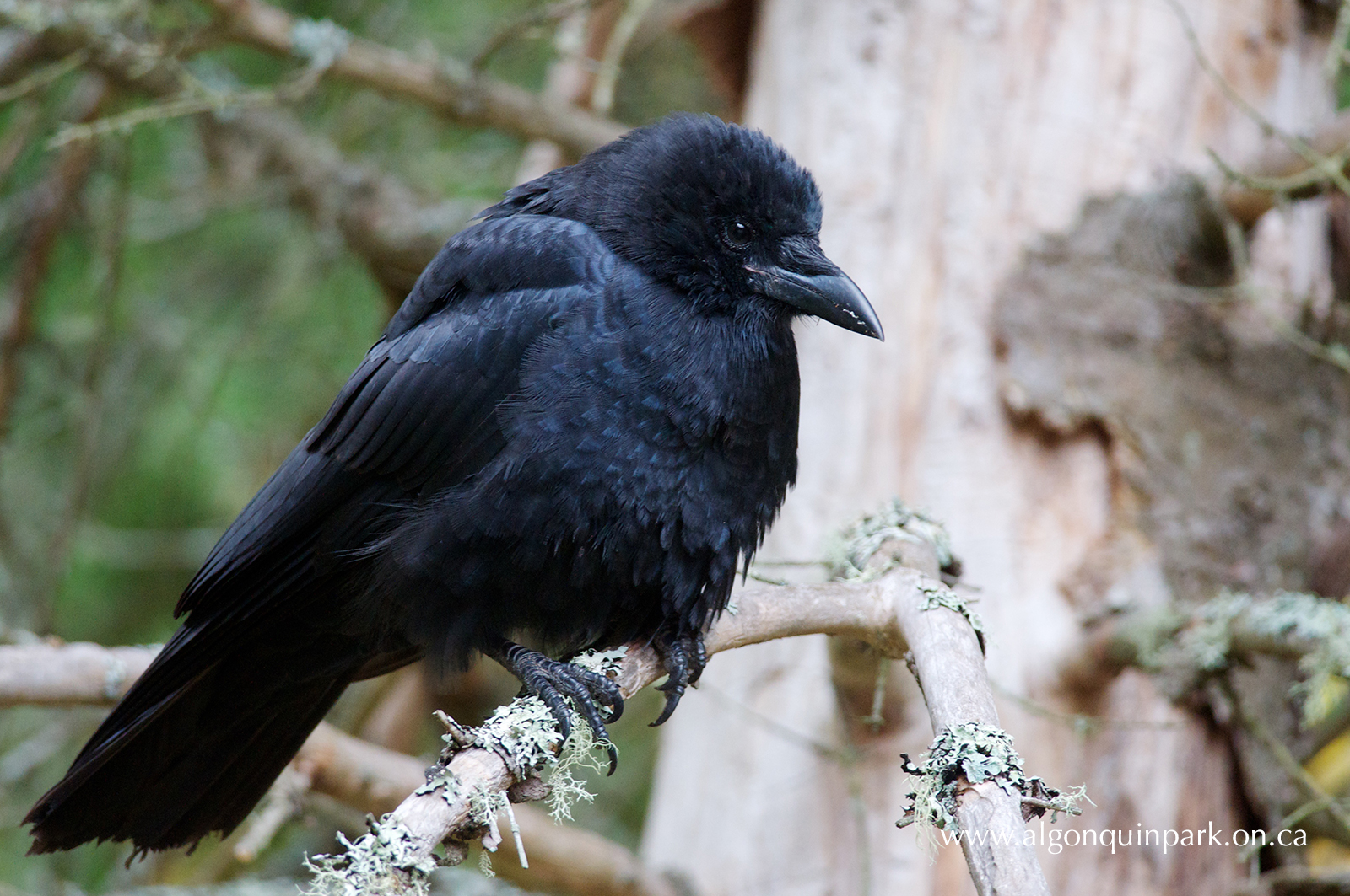 The Friends of Algonquin Park - More Signs of Spring in Algonquin Park ...