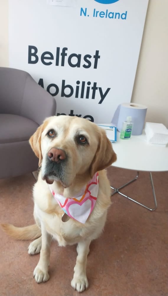 A massive thank you and well... - Guide Dogs Northern Ireland