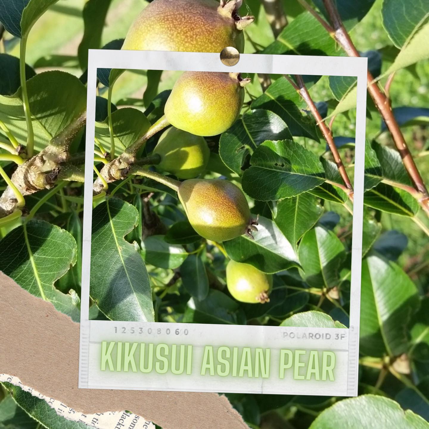 Pear trees for sale at Dothan Nurseries