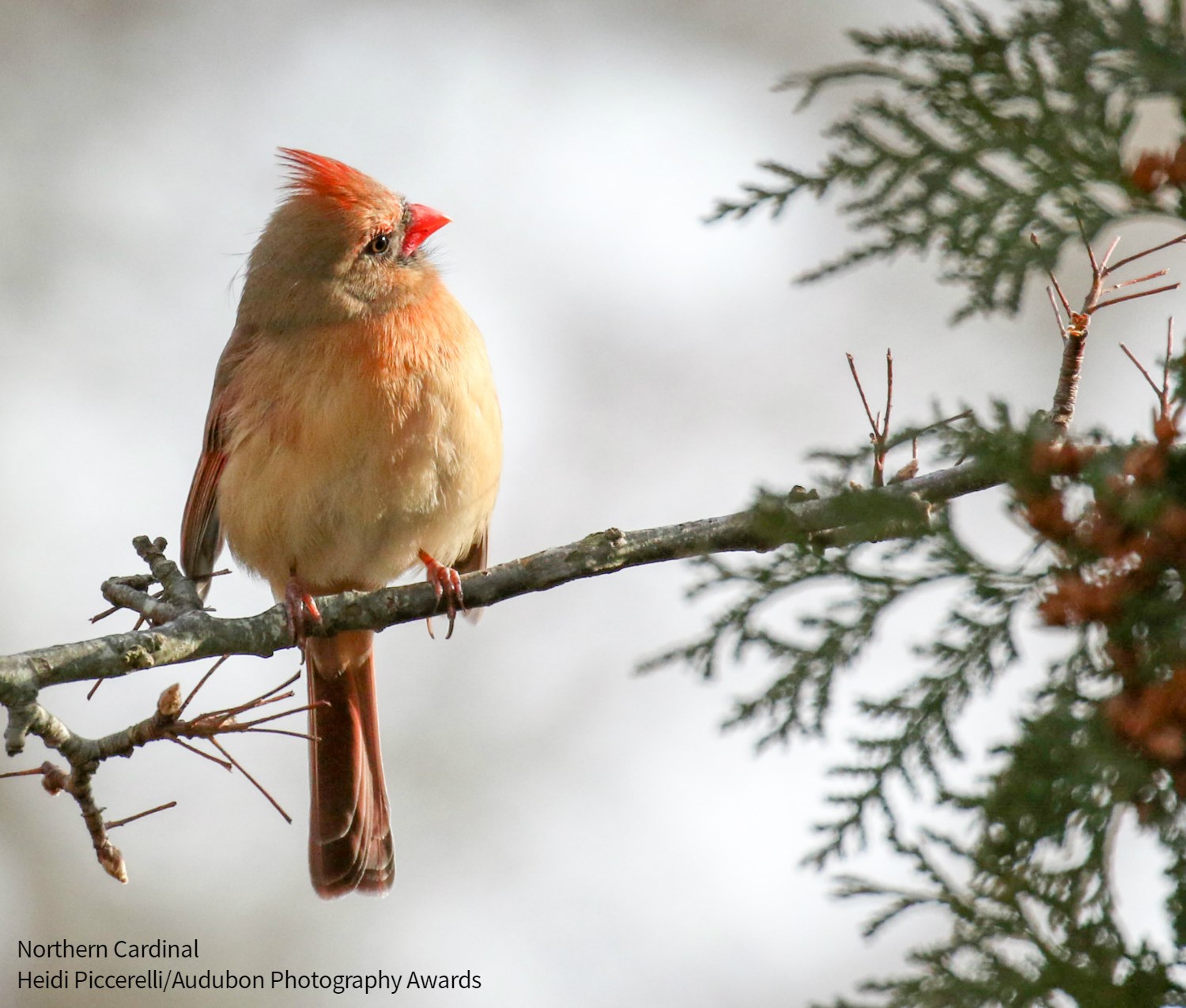 national-audubon-society-the-northern-cardinal-is-one-of-our-most