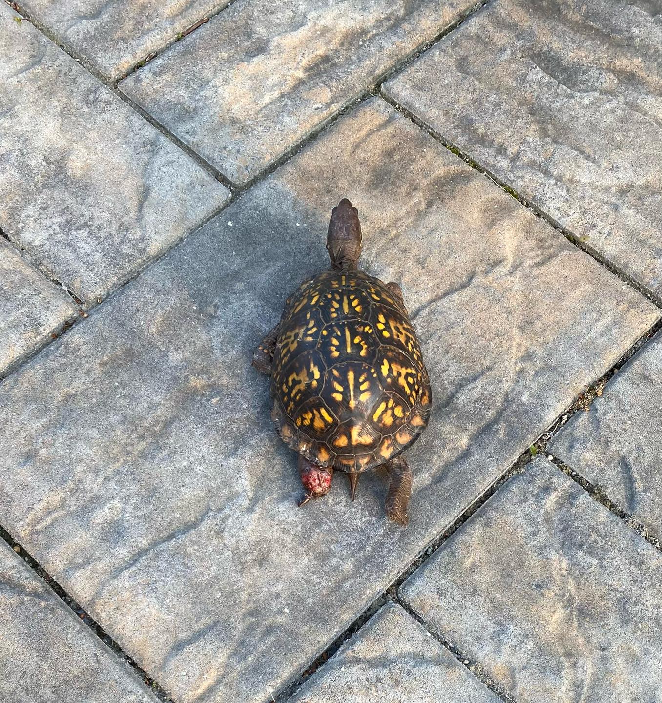 EVELYN'S WILDLIFE REFUGE - Welcome our newest patient in care, a ...