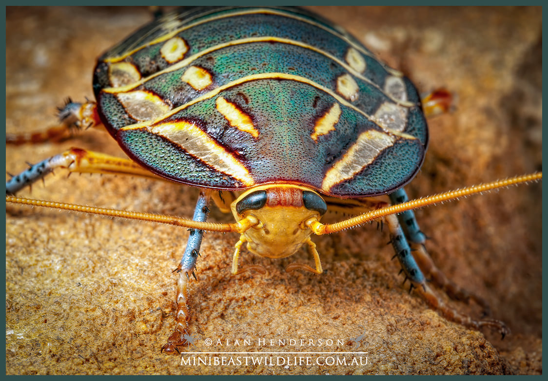 Species of the Week – Mitchell's Diurnal Cockroach (Polyzosteria
