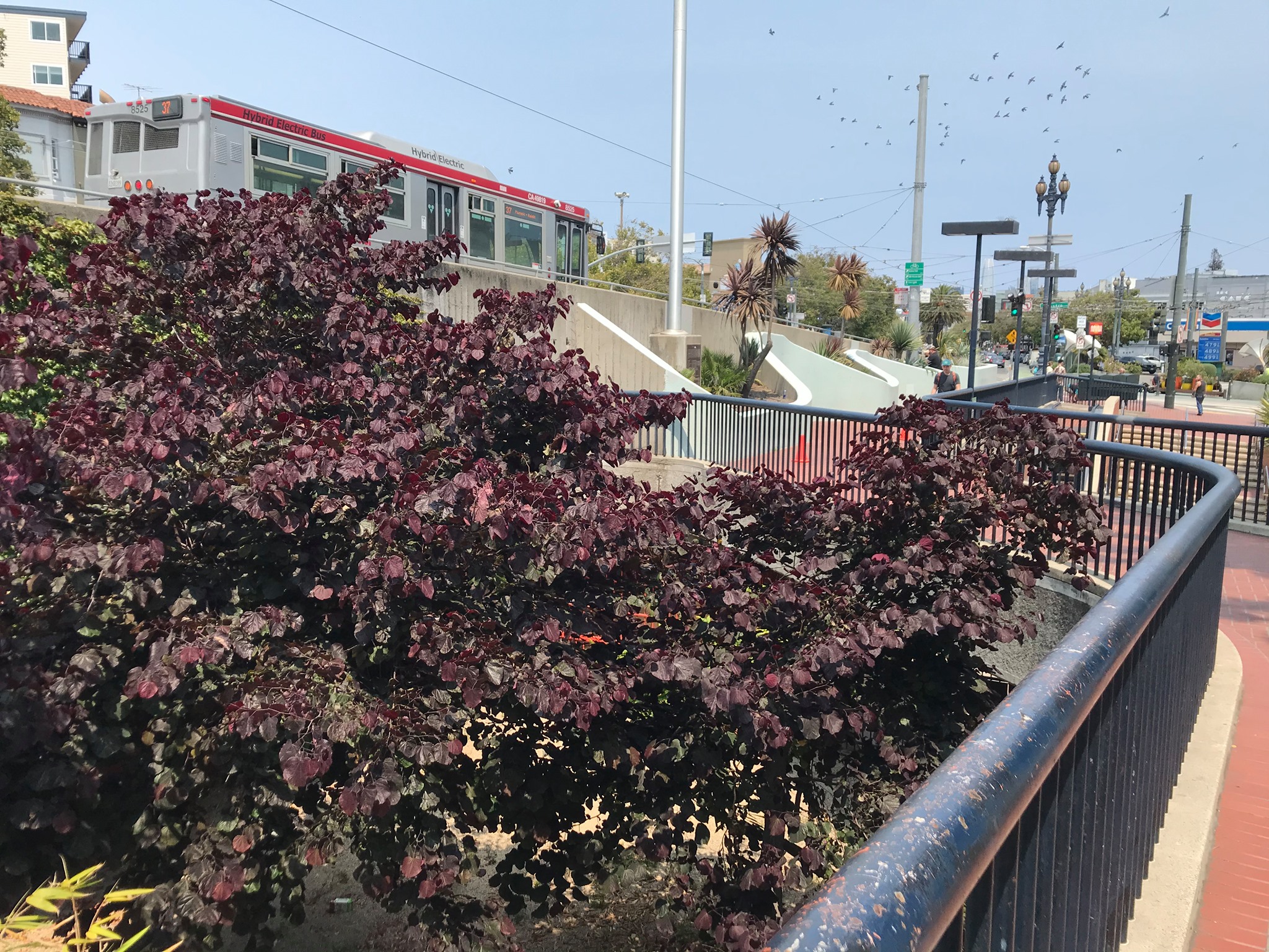Gardening community in Castro.