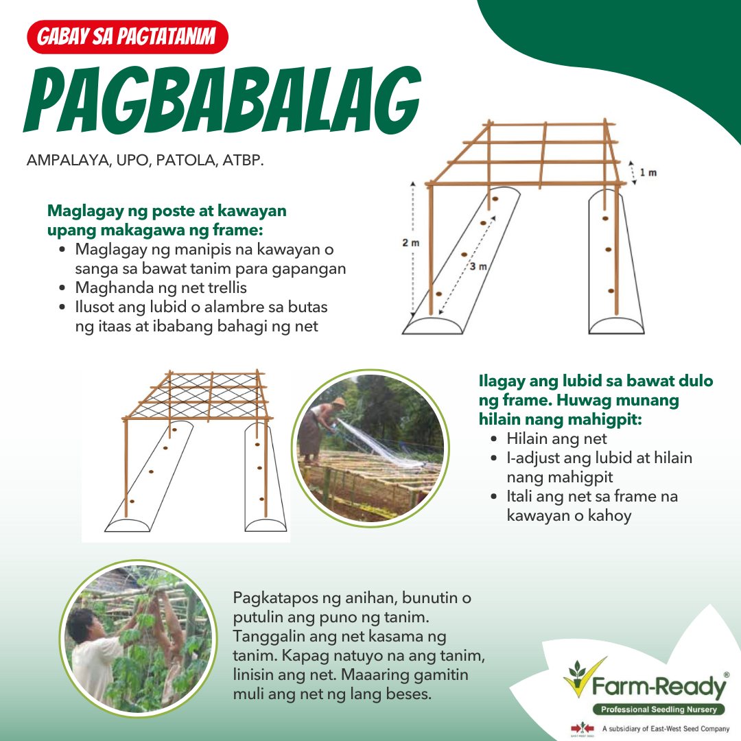 Farm-Ready - Ang tamang pagbabalag ay nakakatulong sa: Magandang ...