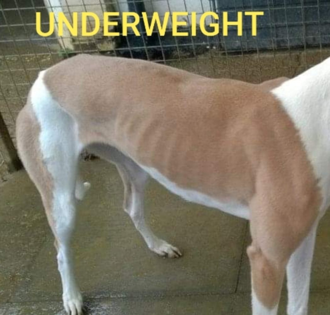Barley Kennels & Greyhound Trust Epping Forest Home Facebook