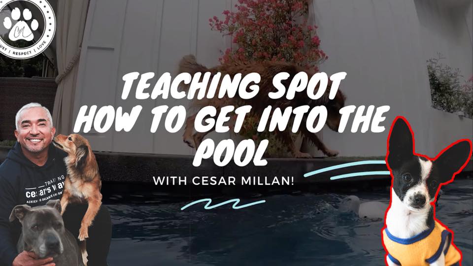 Cesar Millan - ‪Learn How I Teach My Dogs How To Get Into...