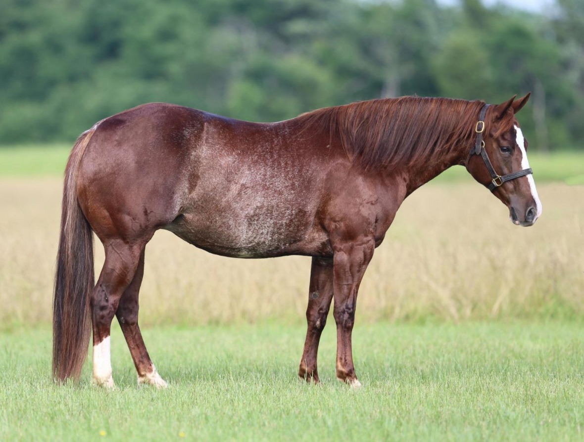 Western Horseman - #131 RB SWEET CAT 2012 chestnut rabicano mare, One ...