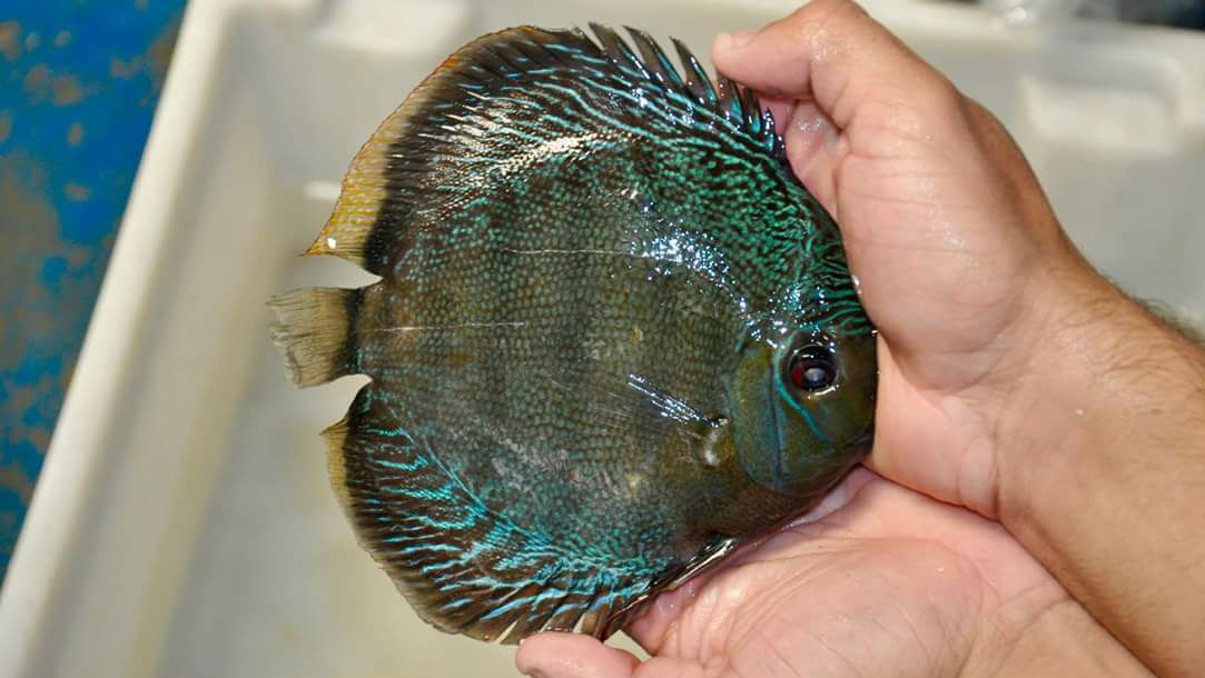 Discus Fish Hong kong 香港旭日七彩神仙熱帶魚專門店 (深水埗深之都 1樓173 174 175及179 號舖 ...