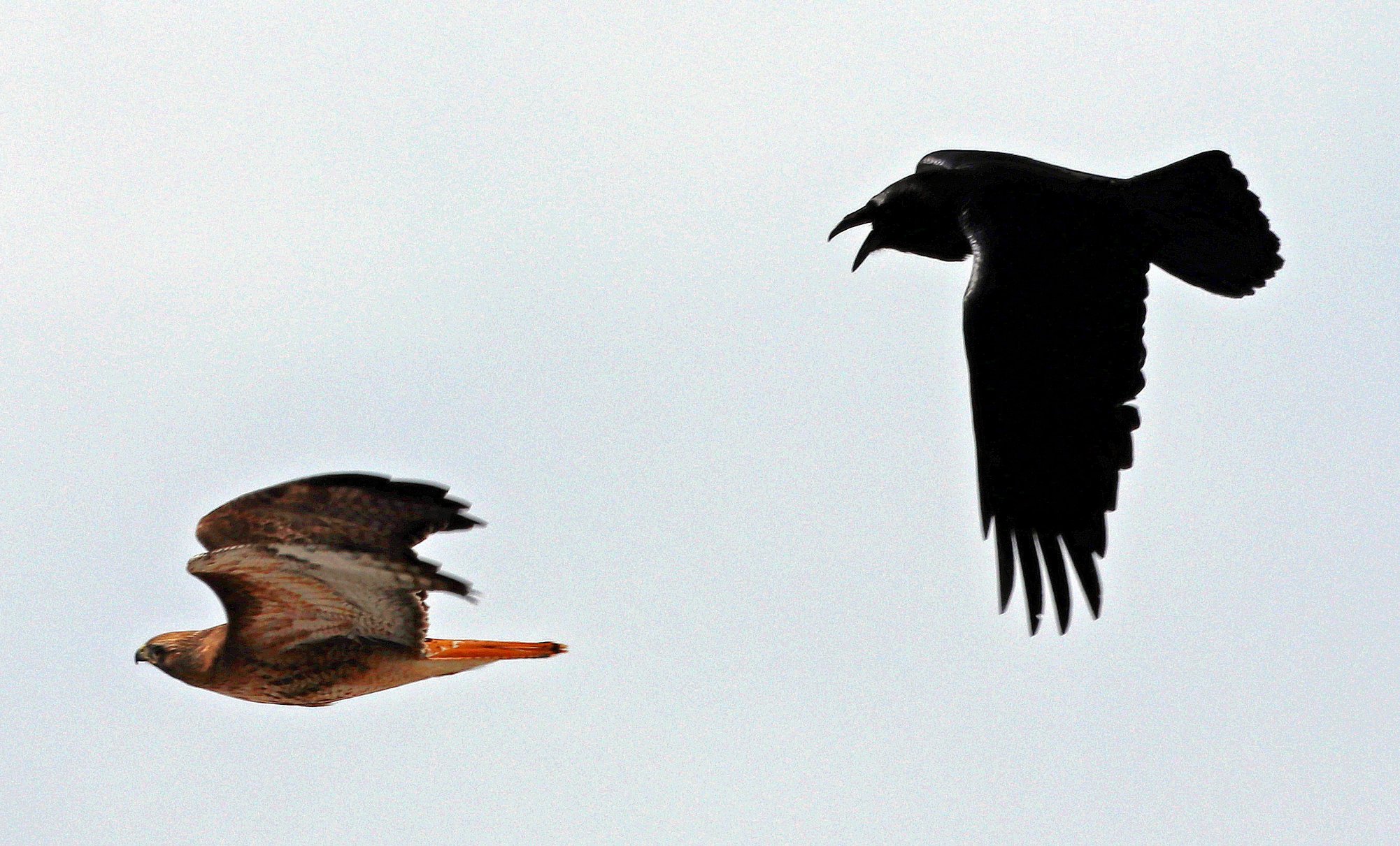 Cody Enterprise - A raven chases a red-tailed hawk last... | Facebook