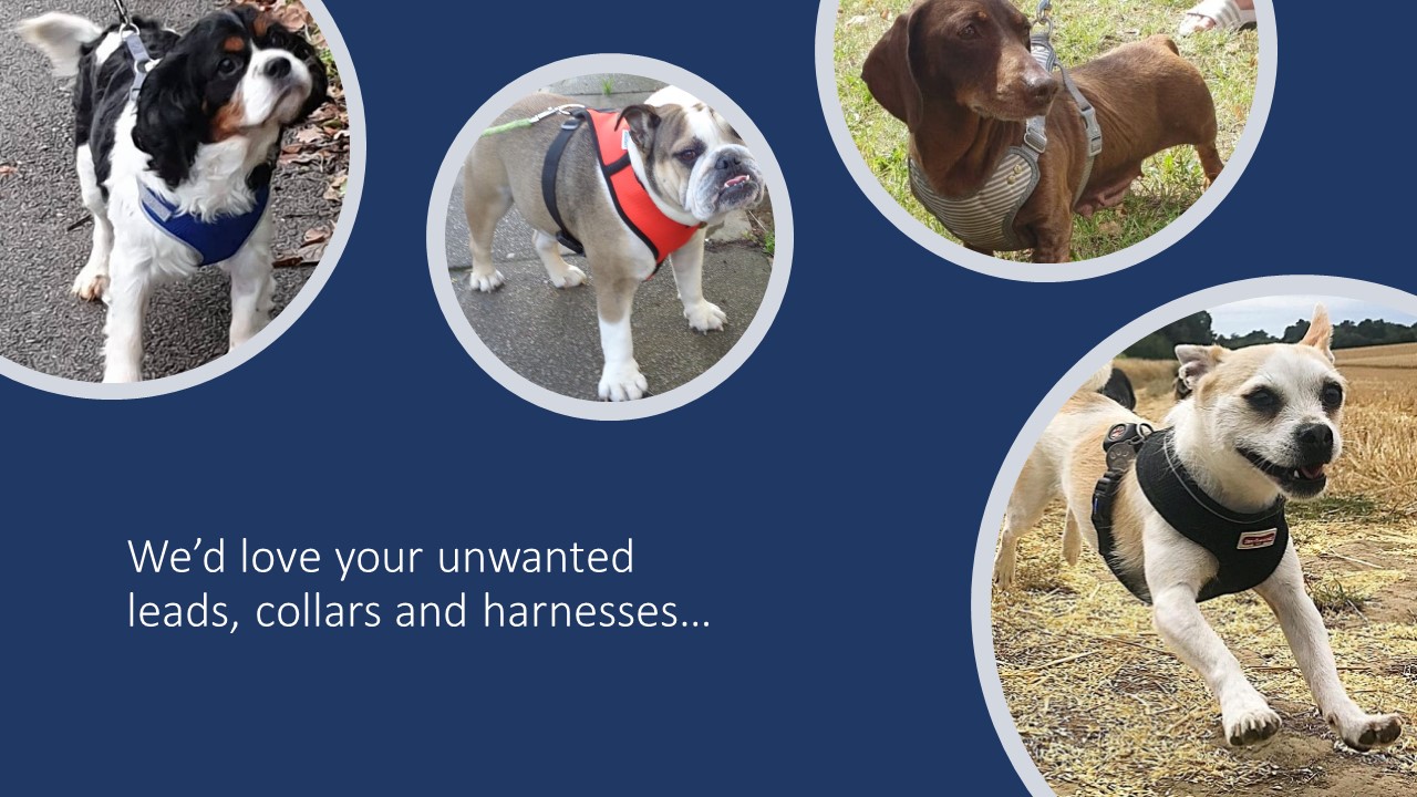 Pro Dogs Direct - Rescue dogs come in different shapes and... | Facebook