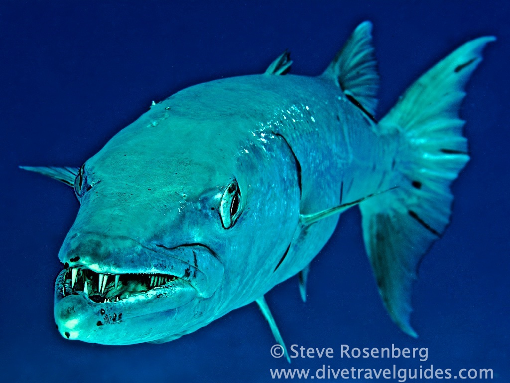 Steve - The great barracuda, Sphyraena barracuda, has a large mouth ...